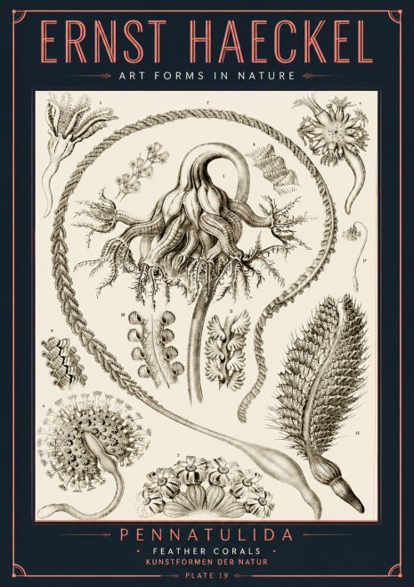 Ernst Haeckel Pennatulida - Sea Pens No6 - Póster