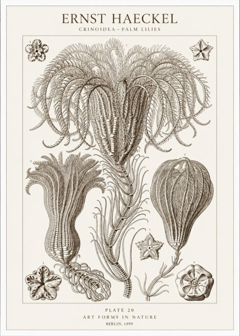 Ernst Haeckel Crinoidea - Palm Lilies No1 - Póster