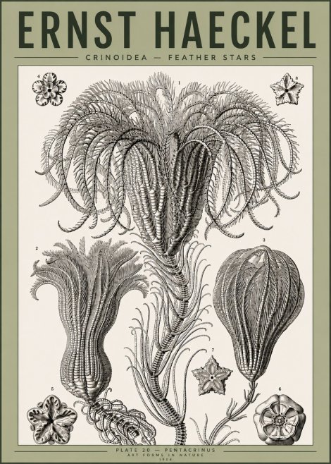 Ernst Haeckel Crinoidea - Palm Lilies No4 - Póster