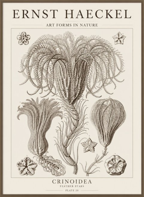Ernst Haeckel Crinoidea - Palm Lilies No5 - Póster