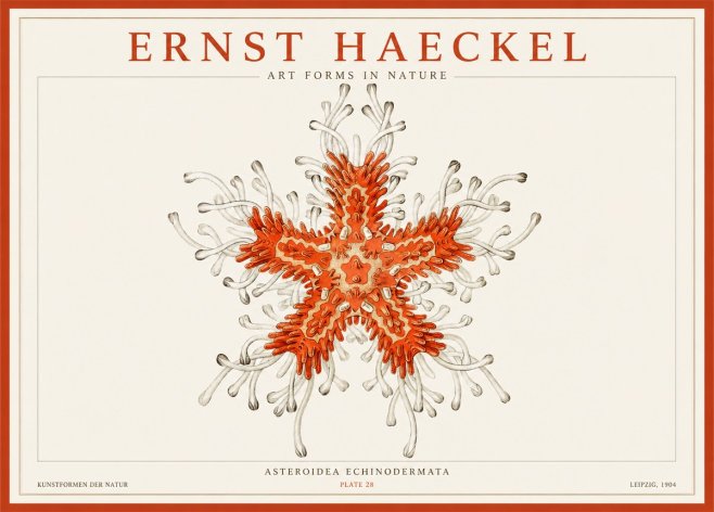 Ernst Haeckel Asteroidea Echinodermata Plate 28 No1 - Póster