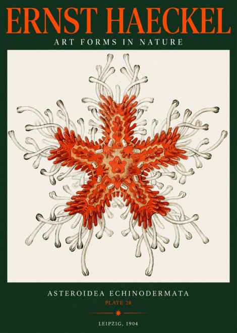Ernst Haeckel Asteroidea Echinodermata Plate 28 No2 - Póster