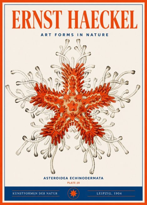 Ernst Haeckel Asteroidea Echinodermata Plate 28 No3 - Póster