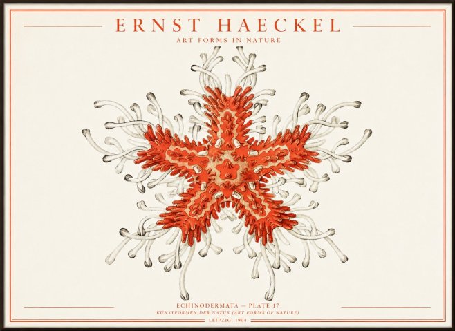 Ernst Haeckel Asteroidea Echinodermata Plate 28 No4 - Póster