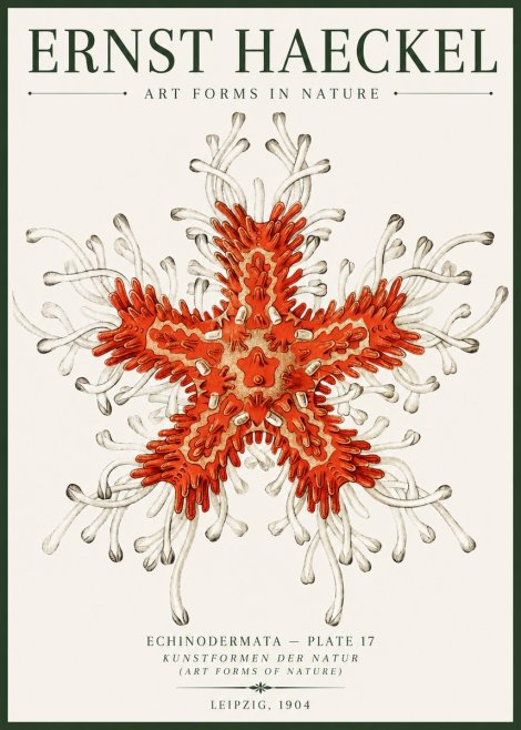 Ernst Haeckel Asteroidea Echinodermata Plate 28 No6 - Póster