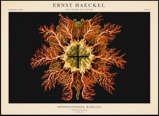 Ernst Haeckel Marine Organism No2 - Póster