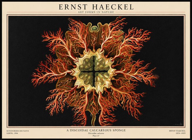 Ernst Haeckel Marine Organism No3 - Póster