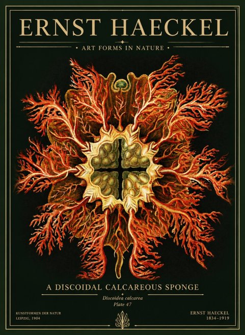Ernst Haeckel Marine Organism No5 - Póster