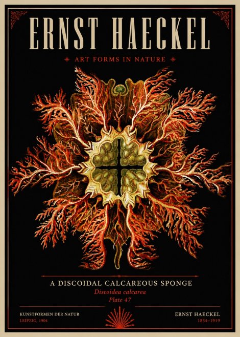 Ernst Haeckel Marine Organism No6 - Póster