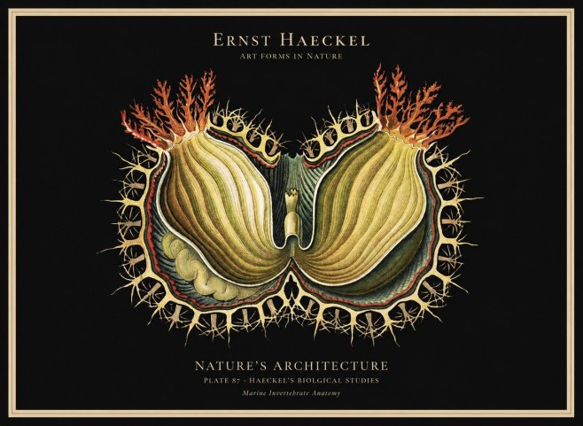 Ernst Haeckel Nature's Architecture No1 - Póster