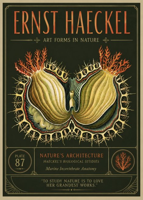 Ernst Haeckel Nature's Architecture No3 - Póster