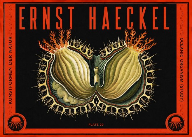 Ernst Haeckel Nature's Architecture No5 - Póster