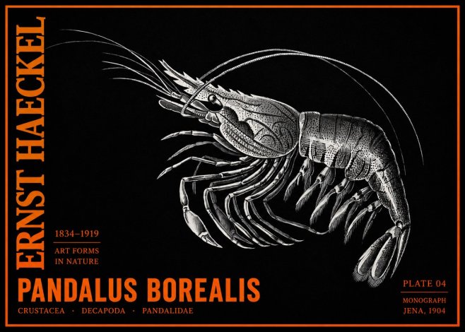 Ernst Haeckel Pandalus Borealis No2 - Póster