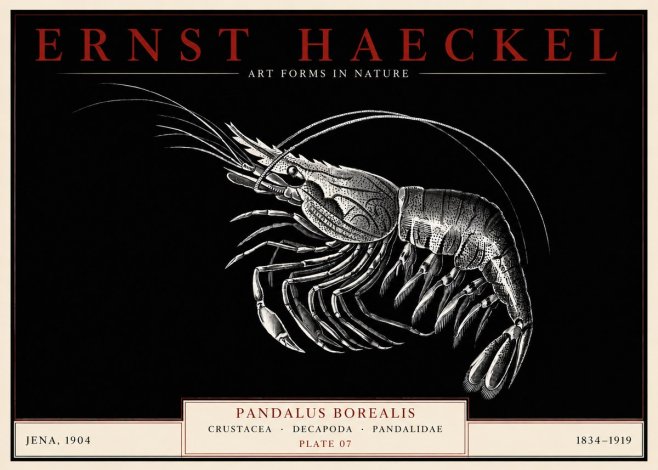 Ernst Haeckel Pandalus Borealis No3 - Póster