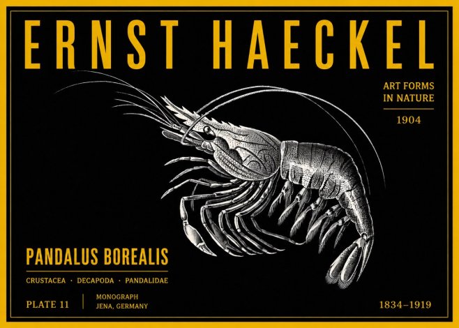 Ernst Haeckel Pandalus Borealis No4 - Póster