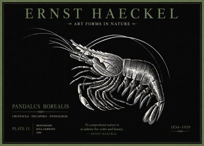 Ernst Haeckel Pandalus Borealis No5 - Póster