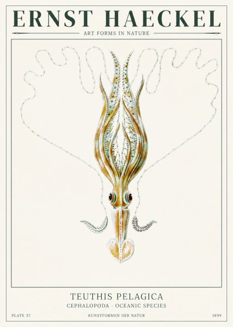 Ernst Haeckel Teuthis Pelagica No1 - Póster