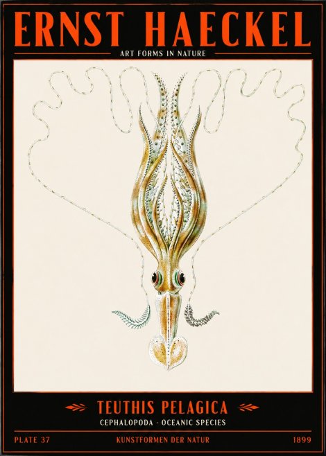 Ernst Haeckel Teuthis Pelagica No2 - Póster