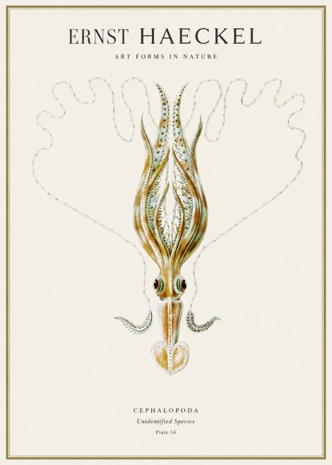 Ernst Haeckel Teuthis Pelagica No4 - Póster