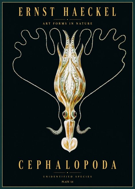 Ernst Haeckel Teuthis Pelagica No5 - Póster