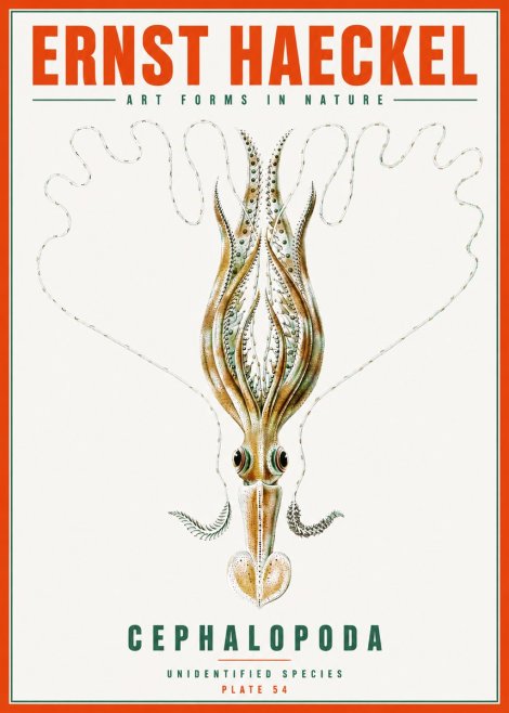 Ernst Haeckel Teuthis Pelagica No6 - Póster