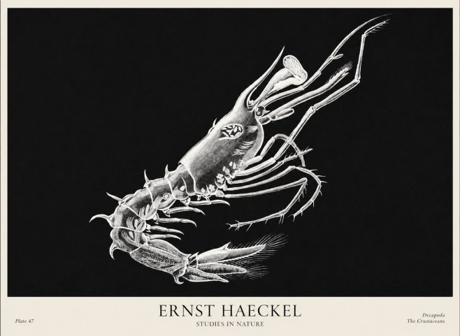 Ernst Haeckel Decapoda the Crustaceans No1 - Póster