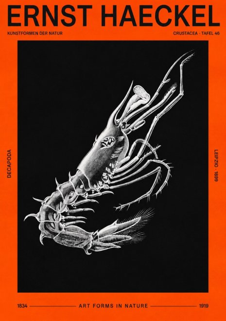 Ernst Haeckel Decapoda the Crustaceans No3 - Póster