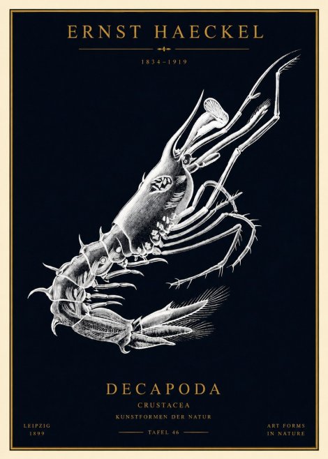 Ernst Haeckel Decapoda the Crustaceans No4 - Póster