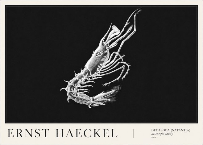 Ernst Haeckel Decapoda the Crustaceans No6 - Póster
