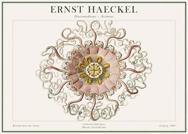 Ernst Haeckel Discomedusae – Actiniae No1 - Póster