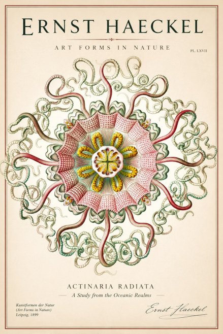 Ernst Haeckel Discomedusae – Actiniae No2 - Póster