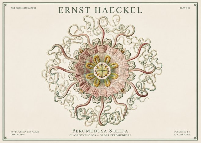 Ernst Haeckel Discomedusae – Actiniae No3 - Póster