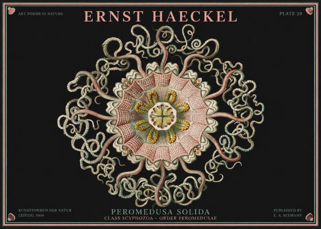 Ernst Haeckel Discomedusae – Actiniae No4 - Póster