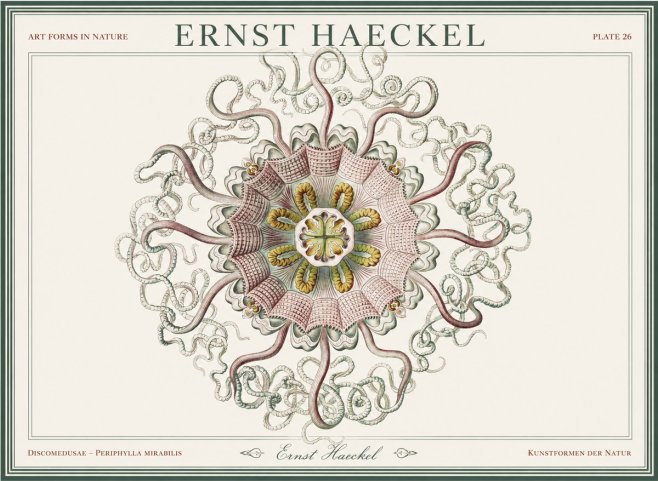 Ernst Haeckel Discomedusae – Actiniae No5 - Póster