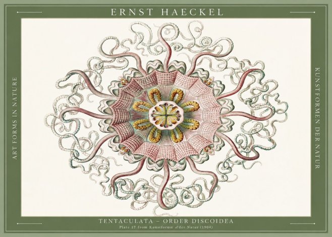 Ernst Haeckel Discomedusae – Actiniae No6 - Póster