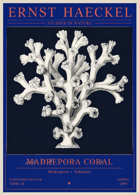 Ernst Haeckel Corallium Rubrum I No4 - Póster