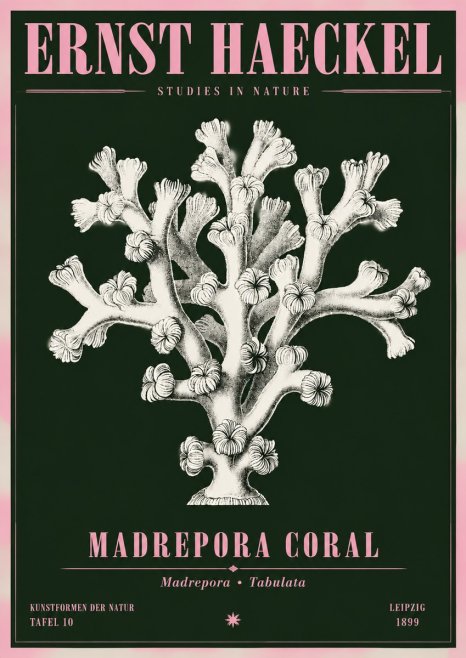 Ernst Haeckel Corallium Rubrum I No5 - Póster