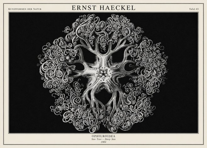 Ernst Haeckel Ophiuroidea Sea Tree - Deep Sea No1 - Póster