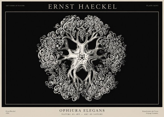 Ernst Haeckel Ophiuroidea Sea Tree - Deep Sea No3 - Póster