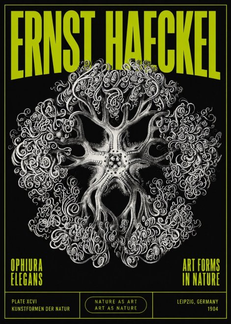 Ernst Haeckel Ophiuroidea Sea Tree - Deep Sea No5 - Póster