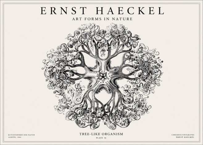 Ernst Haeckel Tree-like Organism No1 - Póster