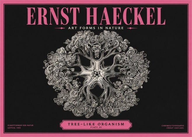 Ernst Haeckel Tree-like Organism No2 - Póster