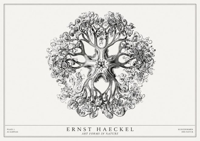 Ernst Haeckel Tree-like Organism No3 - Póster