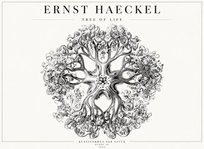 Ernst Haeckel Tree-like Organism No4 - Póster