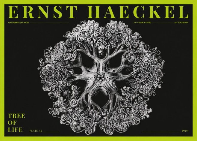 Ernst Haeckel Tree-like Organism No5 - Póster