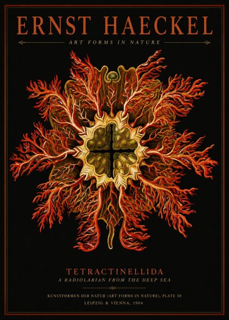 Ernst Haeckel Tetractinellida a Radiolarian from the Deep Sea No2 - Póster