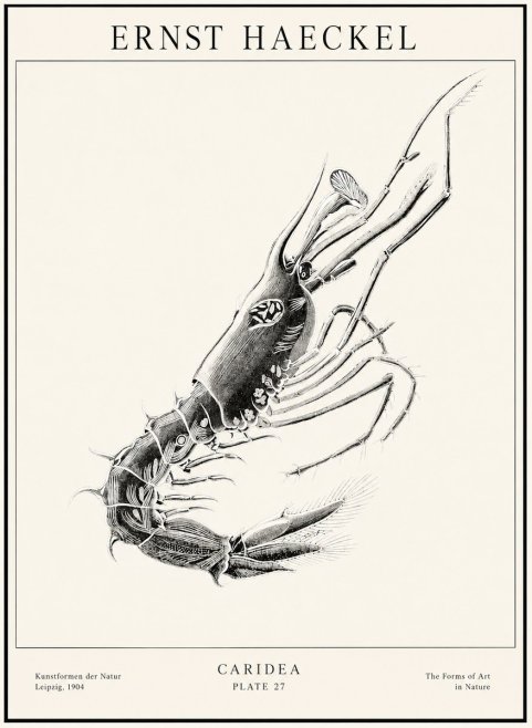 Ernst Haeckel Caridea Plate 27 No1 - Póster