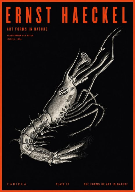 Ernst Haeckel Caridea Plate 27 No2 - Póster