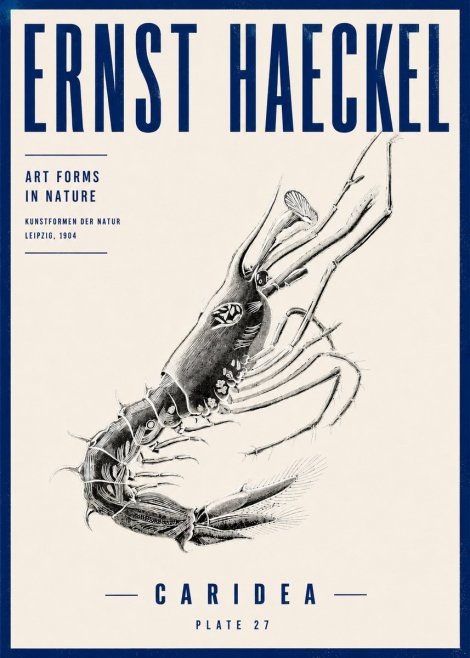 Ernst Haeckel Caridea Plate 27 No4 - Póster