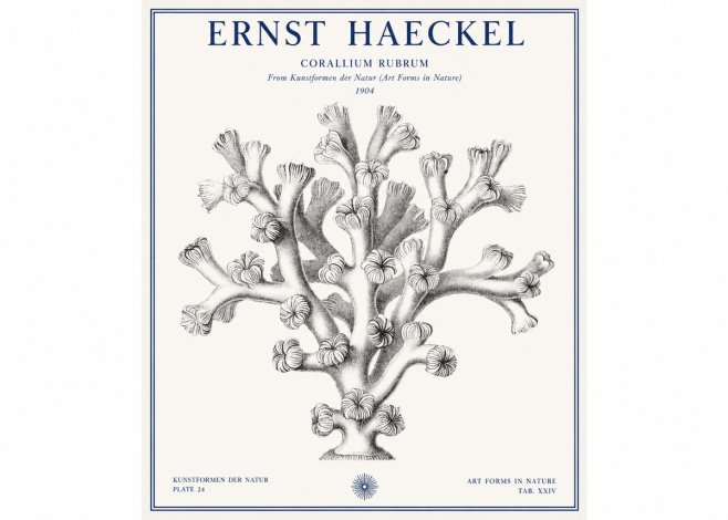 Ernst Haeckel Corallium Rubrum II No1 - Póster